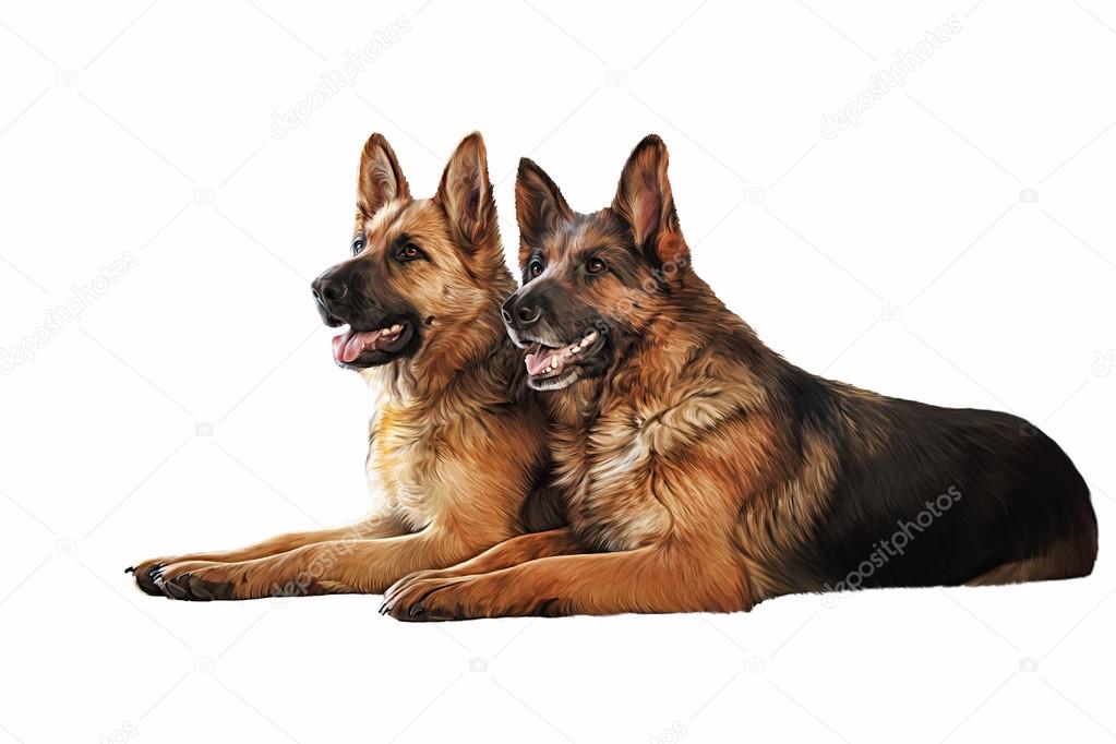Dessin Du Chien Berger Allemand Photographie Averyanova