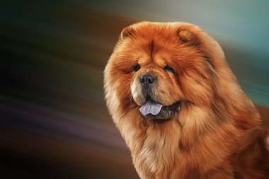 Köpek chow chow, kırmızı, portre çizim