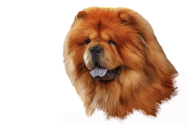 Drawing of the dog chow chow, red, portrait — Stock Photo, Image