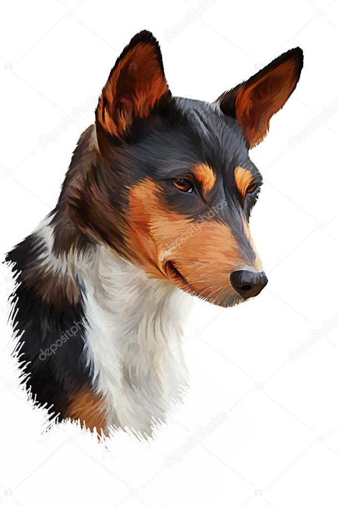 Drawing dog breed Basenji
