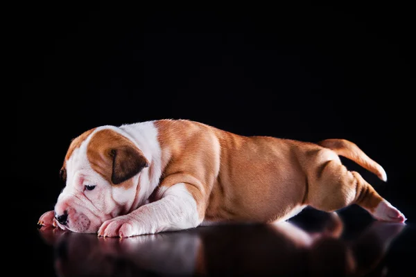 Szczeniak american staffordshire terrier — Zdjęcie stockowe