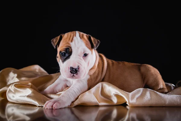 Kiskutya amerikai staffordshire terrier — Stock Fotó