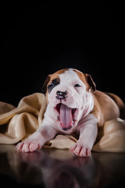 Kiskutya amerikai staffordshire terrier — Stock Fotó