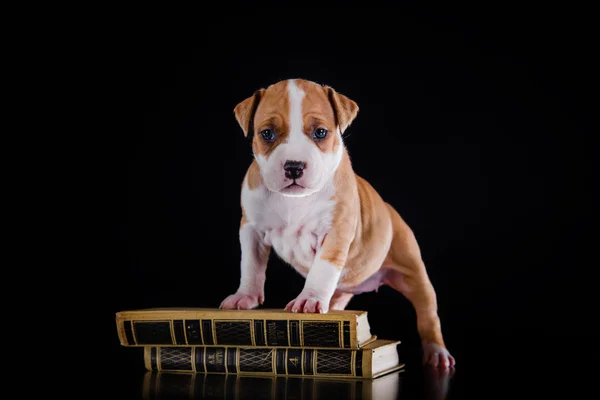 Szczeniak american staffordshire terrier — Zdjęcie stockowe