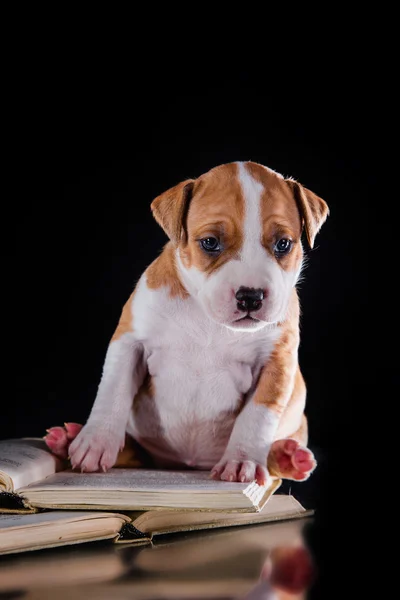 Cachorro americano staffordshire terrier —  Fotos de Stock