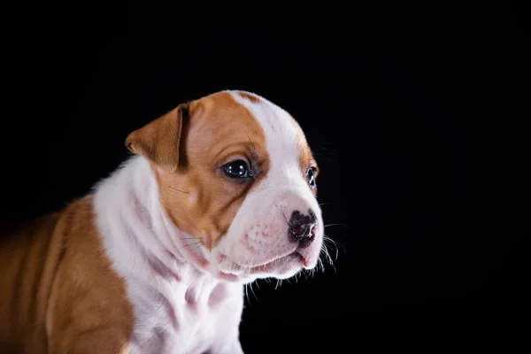 Szczeniak american staffordshire terrier — Zdjęcie stockowe