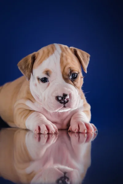 Staffordshire アメリカのテリアの子犬 — ストック写真