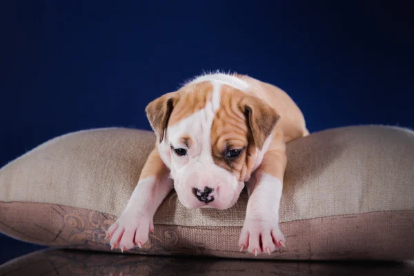 Staffordshire アメリカのテリアの子犬 — ストック写真