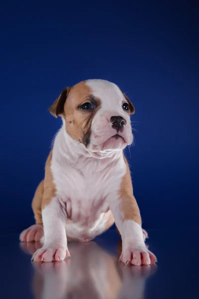 Cucciolo americano staffordshire terrier — Foto Stock