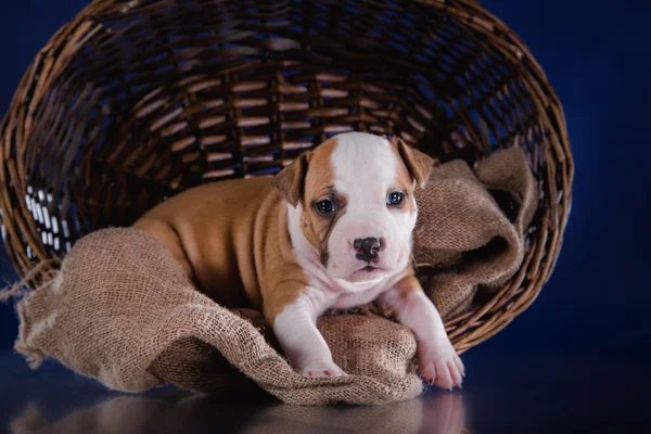 Kiskutya amerikai staffordshire terrier — Stock Fotó