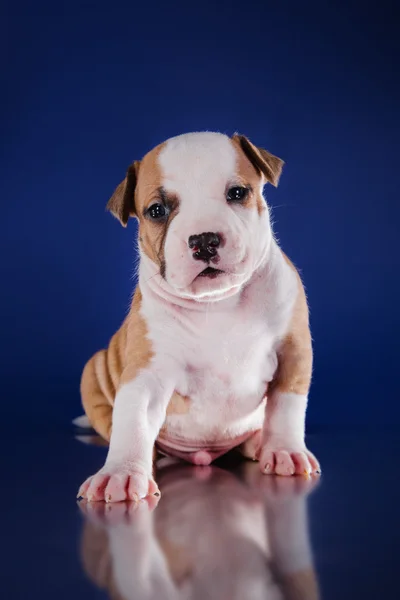 Köpek Amerikan staffordshire terrier — Stok fotoğraf