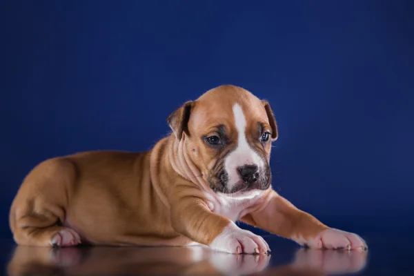 Cucciolo americano staffordshire terrier — Foto Stock