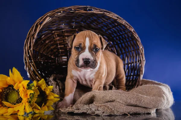 Staffordshire アメリカのテリアの子犬 — ストック写真