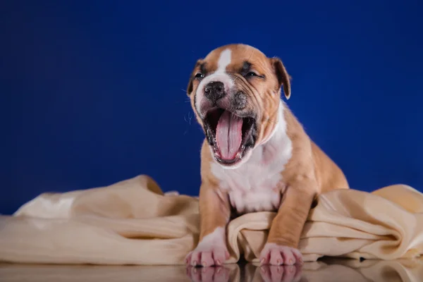 Cachorro americano staffordshire terrier — Fotografia de Stock