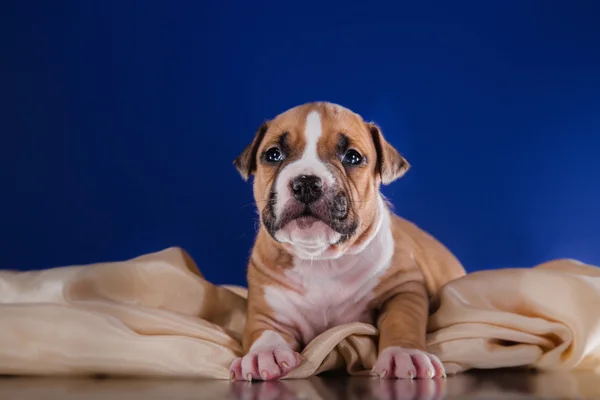 Cachorro americano staffordshire terrier — Fotografia de Stock