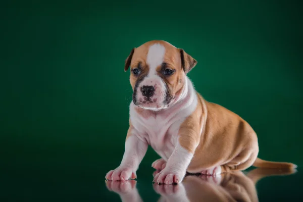 Staffordshire アメリカのテリアの子犬 — ストック写真