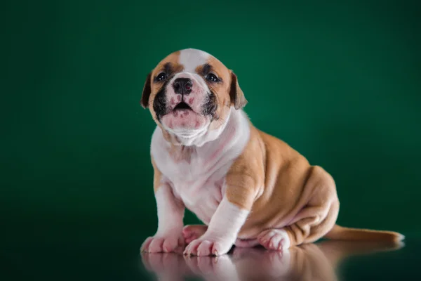 Puppy Amerikaanse Staffordshireterriër — Stockfoto