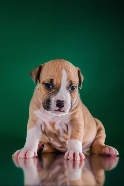 Cachorro americano staffordshire terrier — Fotografia de Stock