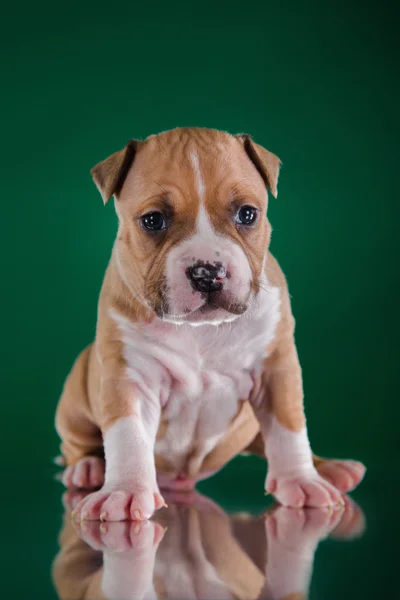 Staffordshire アメリカのテリアの子犬 — ストック写真