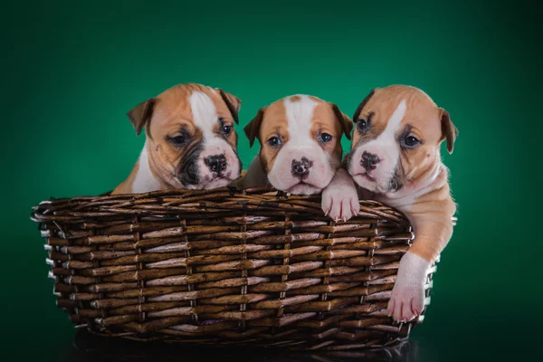 Szczeniak american staffordshire terrier — Zdjęcie stockowe