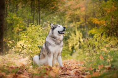 Köpek yürüyor park, sonbahar