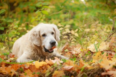 Köpek yürüyor park, sonbahar