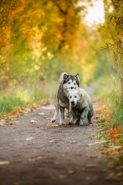 Paseos de perros en el parque, otoño —  Fotos de Stock