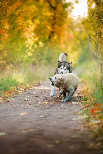 Собачьи прогулки в парке, осень — стоковое фото