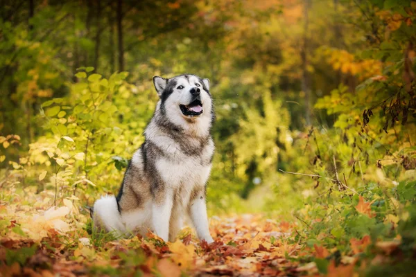 Passeios de cão no parque, outono — Fotografia de Stock