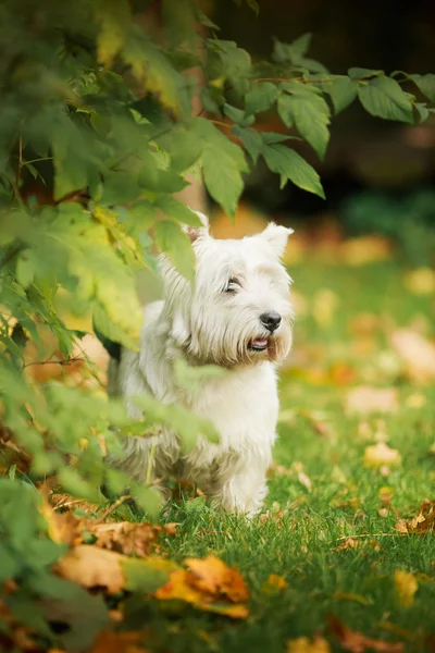 Köpek yürüyor park, sonbahar — Stok fotoğraf