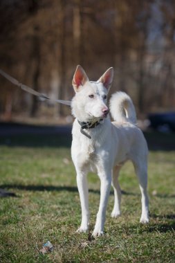 doğada karışık cins köpek 