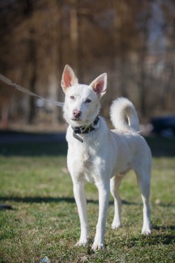 doğada karışık cins köpek 