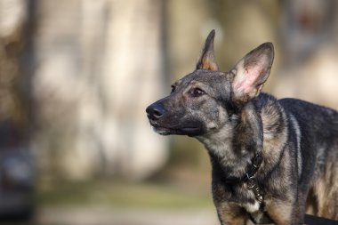 doğada karışık cins köpek 