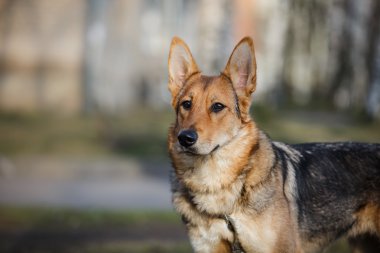 doğada karışık cins köpek 