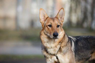 doğada karışık cins köpek 