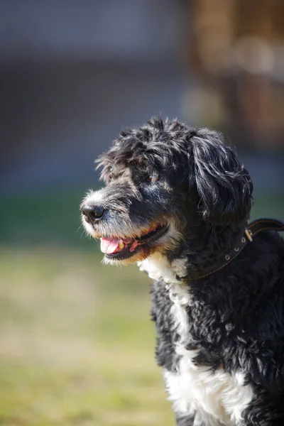 Mixed breed dog in nature — Stock Photo, Image