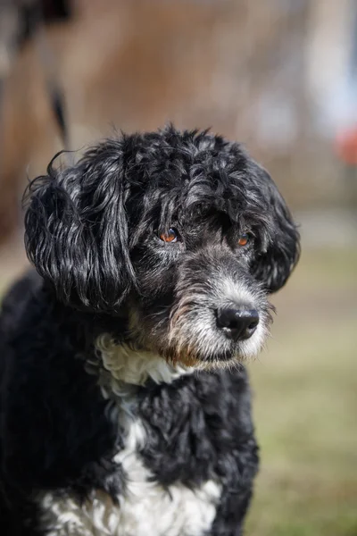 Mixed breed dog in nature — Stock Photo, Image