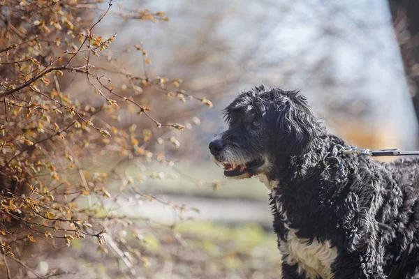 Mixed breed dog in nature — Stock Photo, Image