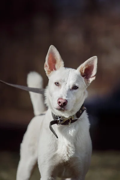 Mixed breed dog in nature — Stock Photo, Image