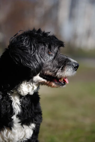 Mixed breed dog in nature — Stock Photo, Image