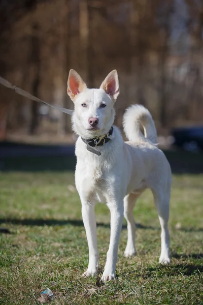 Mixed breed dog in nature — Stock Photo, Image