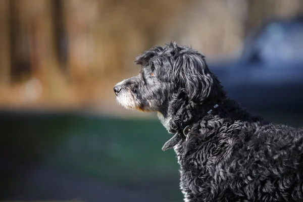 Mixed breed dog in nature — Stock Photo, Image