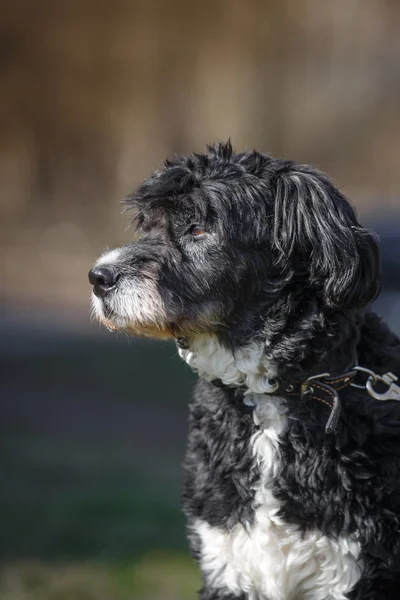 Doğada karışık cins köpek — Stok fotoğraf