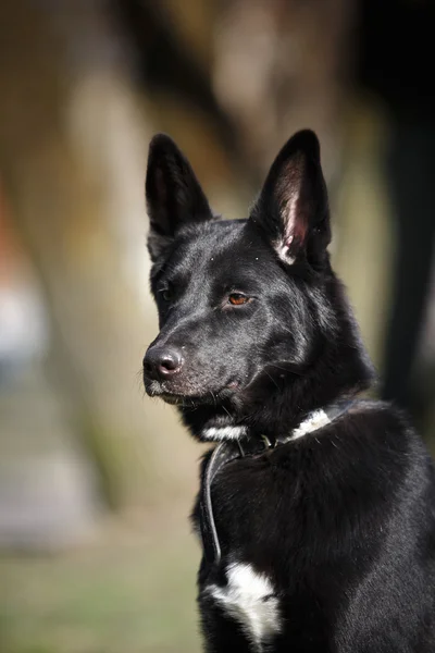 Mixed breed dog in nature — Stock Photo, Image