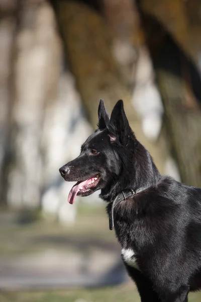 Mischlingshund in der Natur — Stockfoto