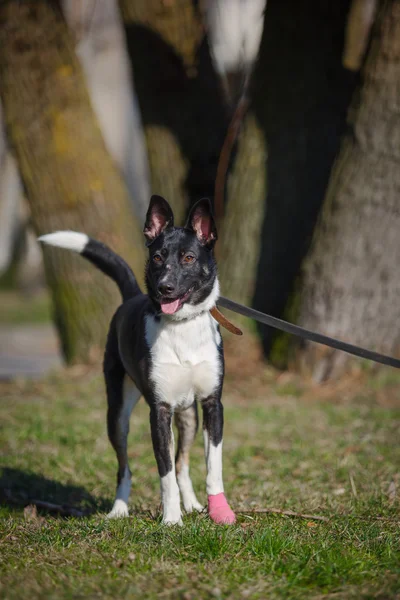 Mixed breed dog in nature — Stock Photo, Image