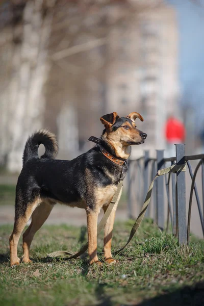 Mixed breed dog in nature — Stock Photo, Image