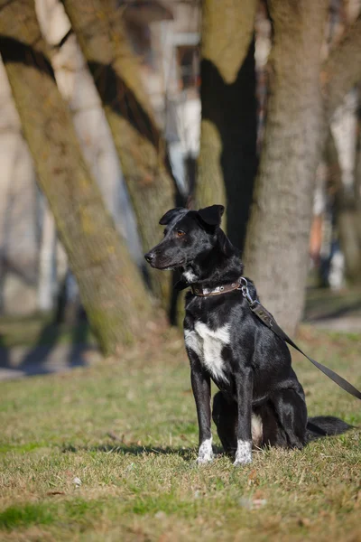 Mischlingshund in der Natur — Stockfoto