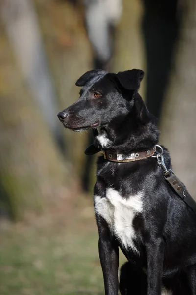 Câine de rasă mixtă în natură — Fotografie, imagine de stoc