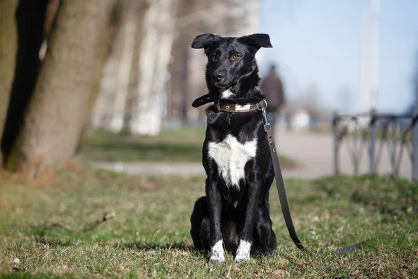 Mischlingshund in der Natur — Stockfoto